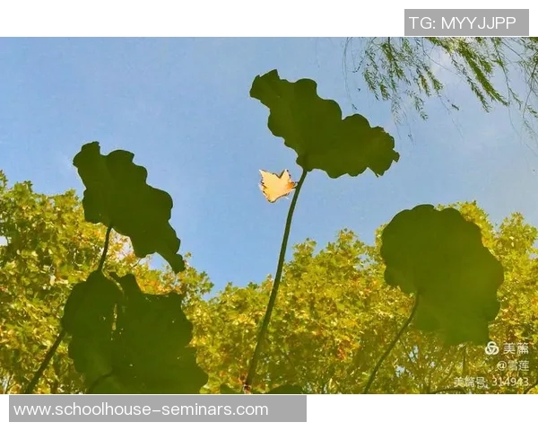上海网球队在洲际杯中的辉煌历程与突破成就全景回顾
